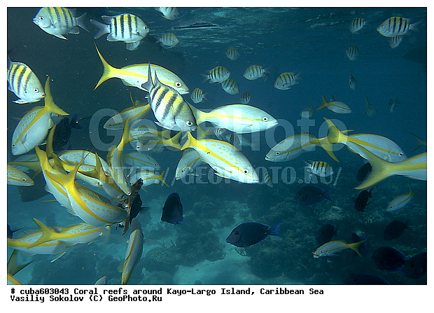 ����-�����, ������, ����, ���������� ���, ����, ��������� ���, ����