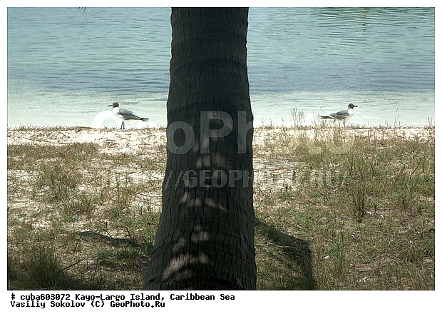 ����-�����, ��������� ����, ����, ����, �����, ������, ������ � ������, �����, ������, ��������� ������, ����, �����