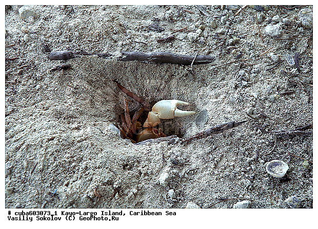 ����-�����, ����, ����, ������, ������ � ������, ���������� ����