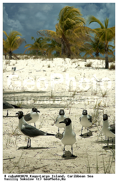 ����-�����, ����, ������, ������ � ������, �����, ������, ����, �����