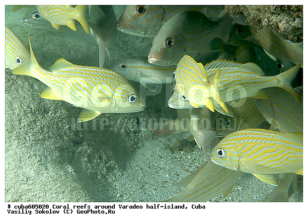 ������������� �����, ����, ������, ���������� ���, ����, �����, ���������, ���, ����