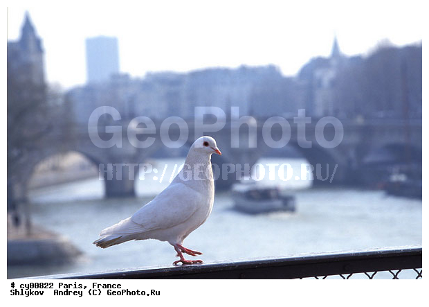 Cities, France, Paris, architecture, bridge of arts, pigeon, river Seine