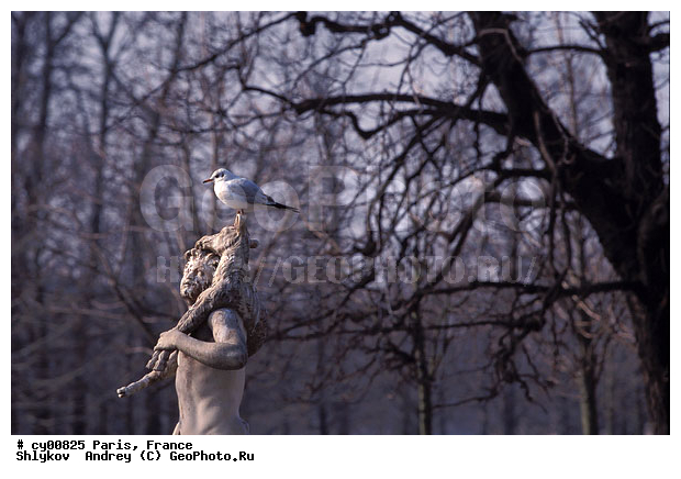 Cities, France, Garden Tuileries, Paris, birds, seagull, statue