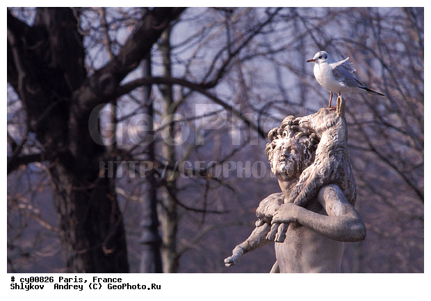 Cities, France, Garden Tuileries, Paris, birds, seagull, statue