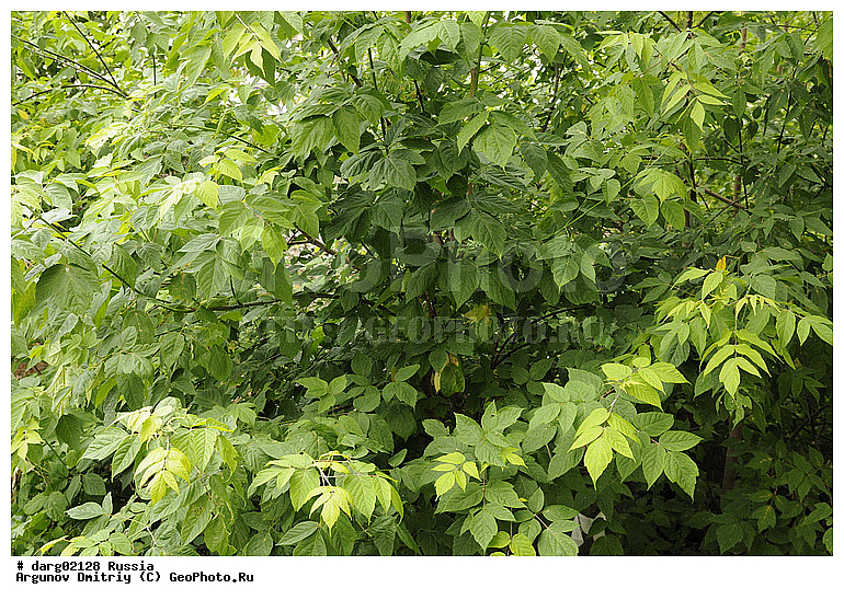 ������������, ���������, ����������� �������, ������, ����, �����, ���, ������, �������, �������, ��������, ���������, �����