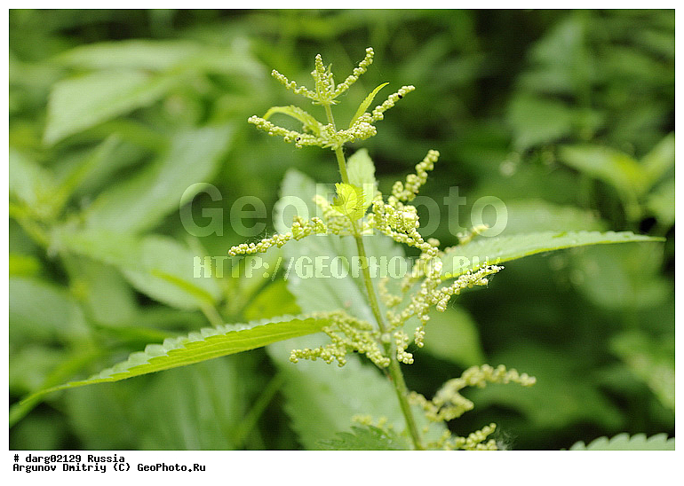 ������������, ���������, ����������� �������, ������, ����, �����, �������, ���, ������, �������, �������, ��������, ���������, �����, ��� ����� �������