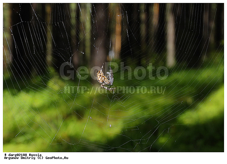 ������, ������������ �������, ����, ������, �������, ���, ������, ����, �������, �������, ��������, �����, ������, ����������, ���������, �����, ��� ����� �������