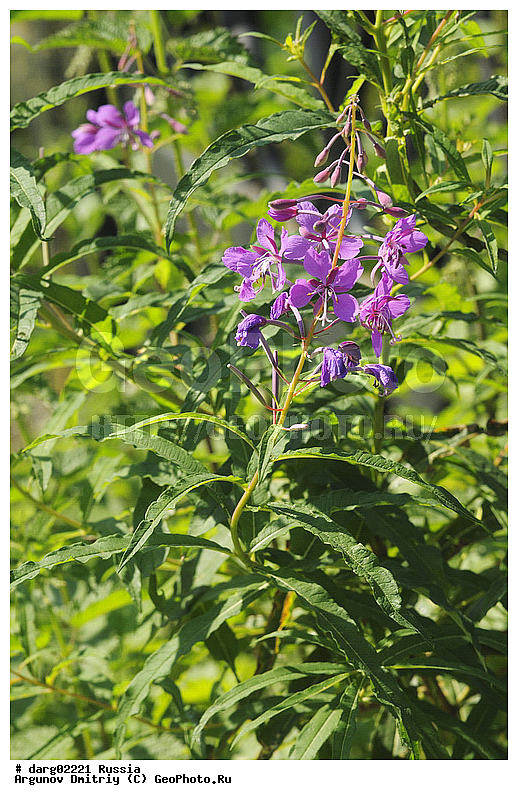 ������������, ������, ����, ����������������, ���, ������, ��������, ����, �������, ��������, ���������, �����, ������, �����, ��� ����� �������