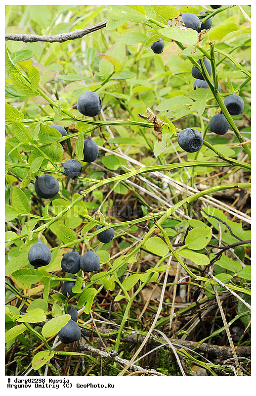 ���������������� �����, ������, ������������ �������, ����, ���, ������, �������, ��������, ���������, �����, �������, �����, ��� ����� �������