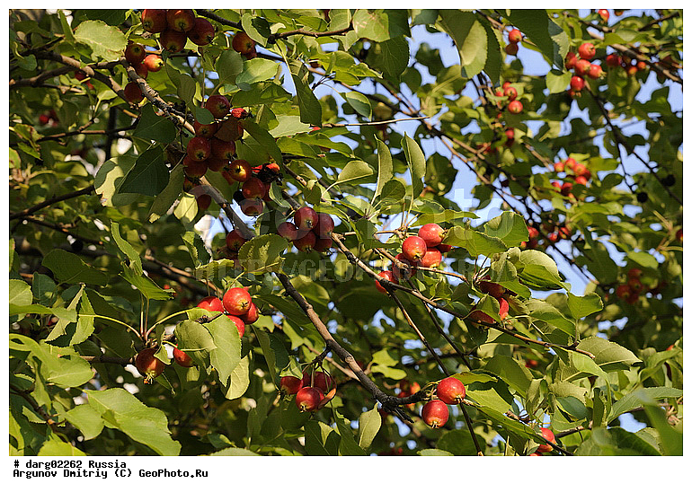 ���������������� �����, ������, ������������ �������, ����, ���, ������, �����, �������, ��������, ���������, �����, ������, ������