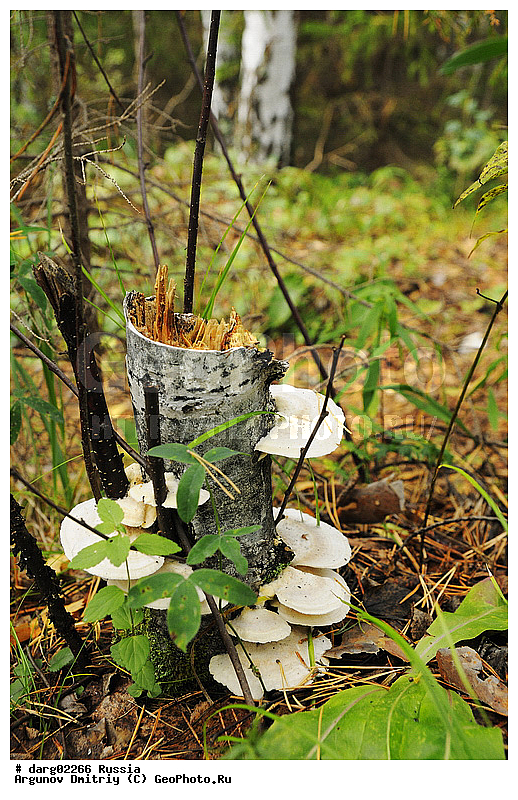 ���, ������, ������������ �������, ��������������, ����, �������, ���, ������, �������, ��������, ���� �������, ���������, �����, ������, �����, ����