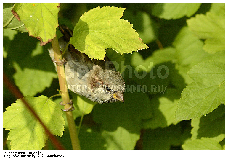 ������������, ������, ����, �������, ����������������, ���, ������, ��������, ����, �������, �����, ��������, ���������, �����, �����, ��� ����� �������, �����, �����, XYZ, ����������, Passeridae, ������� �������, Passer domesticus, �����