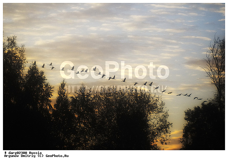 ������������ �����, ������, ������������ �������, ����, �������, �������, ����� ����, �����, ���, ������, �����, ����, �������, �����, ����, ���������, ��������, ��������, �����, �����, ��������, �����������, XYZ, ����������, Gruidae, ����� �������, Grus grus