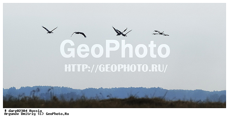 ������������ �����, ������, ������������ �������, ����, �������, ���������, ��� ����� �������, ��������, ��������, �����, �����, ��������, �����������, XYZ, ����������, Gruidae, ����� �������, Grus grus