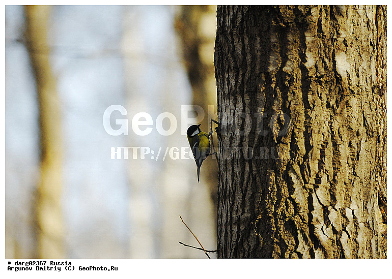 ������������, ������, ����, ������, �������, ����������������, ���, ������, ��������, ����, �������, �����, ��������, ������, �����, ������, ���������, �����, ��������, ��������, �����, �����, ��������, �����������, XYZ, ���������, Paridae, ������� ������, �������, Parus major