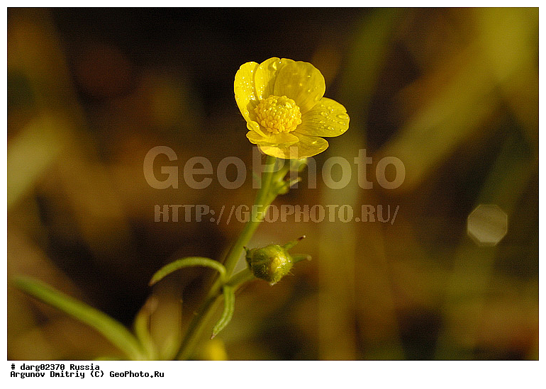 ������������, ������, ����, ����������������, ������� �������, ���, ������, ��������, ����� �����, ����, �������, ��������, ���������, �����, ������, ��� ����� �������