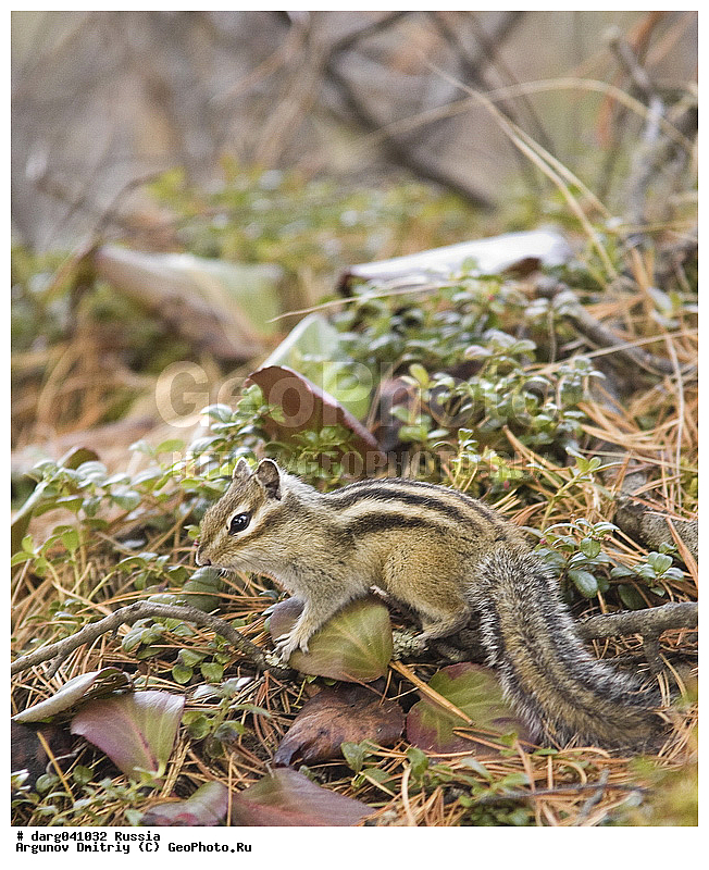 �����, ��������, ��������, �����, ��� ����� �������