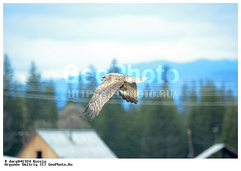 �����, �������� ������, ���������, ���������, �����, �����, �����, �����, �����, �����, ���������� �����, �����, ��� ����� �������, ������ �����, ���������� �����, ������, ��������, ��������, ������ �����, ������ �����, ��������, �����������, XYZ, ����������, Accipitridae, ׸���� ������, ������ ������, Milvus migrans