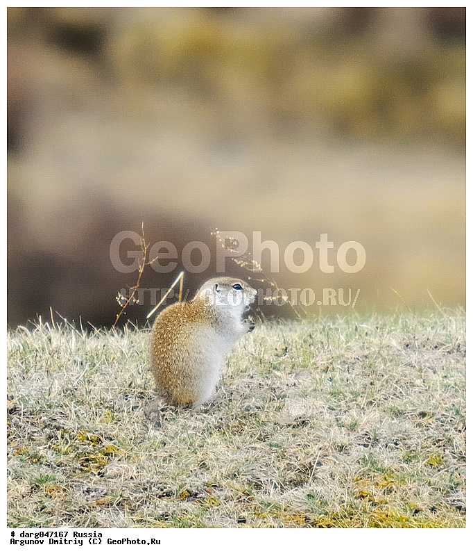 �����, ��������, ������, �����, ��� ����� �������