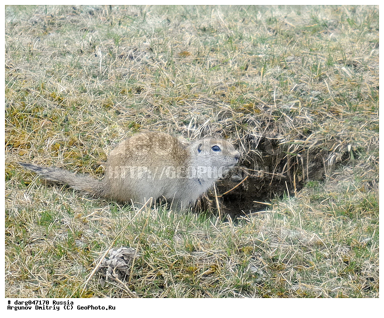 �����, ��������, ������, �����, ��� ����� �������