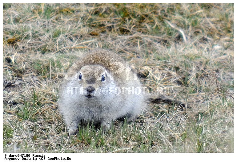 �����, ��������, ������, �����, ��� ����� �������