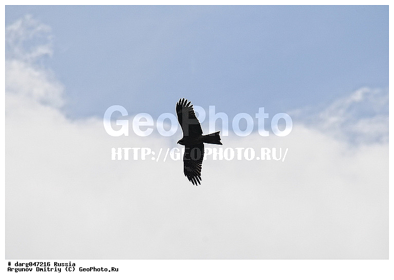 �����, �������� ������, ���������, ���������, �����, �����, �����, �����, �����, �����, ���������� �����, �����, ��� ����� �������, ������ �����, ���������� �����, ������, ��������, ��������, ������ �����, ������ �����, ��������, �����������, XYZ, ����������, Accipitridae, ׸���� ������, ������ ������, Milvus migrans