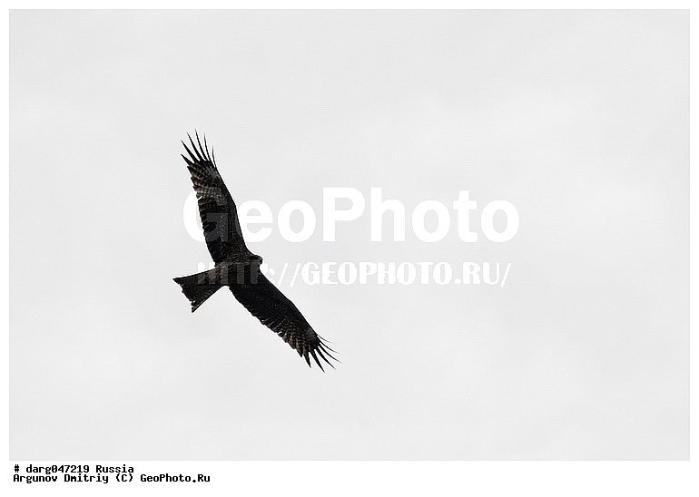 �����, �������� ������, ���������, ���������, �����, �����, �����, �����, �����, �����, ���������� �����, �����, ��� ����� �������, ������ �����, ���������� �����, ������, ��������, ��������, ������ �����, ������ �����, ��������, �����������, XYZ, ����������, Accipitridae, ׸���� ������, ������ ������, Milvus migrans