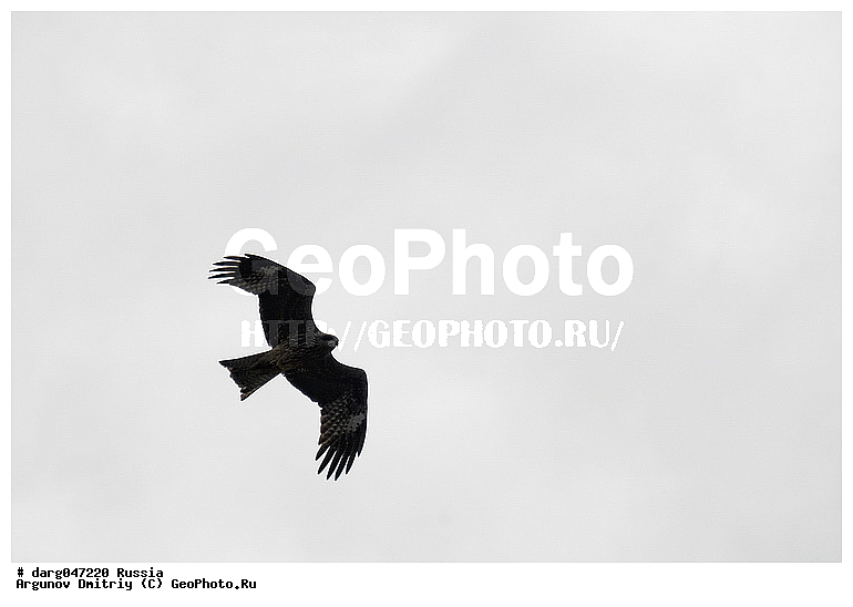 �����, �������� ������, ���������, ���������, �����, �����, �����, �����, �����, �����, ���������� �����, �����, ��� ����� �������, ������ �����, ���������� �����, ������, ��������, ��������, ������ �����, ������ �����, ��������, �����������, XYZ, ����������, Accipitridae, ׸���� ������, ������ ������, Milvus migrans