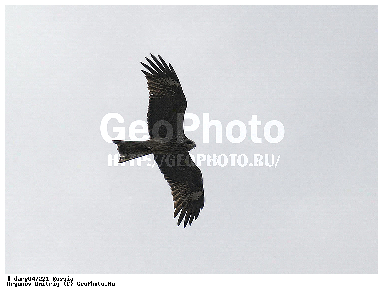 �����, �������� ������, ���������, ���������, �����, �����, �����, �����, �����, �����, ���������� �����, �����, ��� ����� �������, ������ �����, ���������� �����, ������, ��������, ��������, ������ �����, ������ �����, ��������, �����������, XYZ, ����������, Accipitridae, ׸���� ������, ������ ������, Milvus migrans