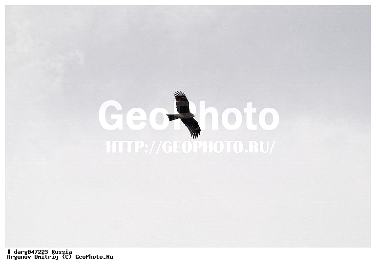 �����, �������� ������, ���������, ���������, �����, �����, �����, �����, �����, �����, ���������� �����, �����, ��� ����� �������, ������ �����, ���������� �����, ������, ��������, ��������, ������ �����, ������ �����, ��������, �����������, XYZ, ����������, Accipitridae, ׸���� ������, ������ ������, Milvus migrans