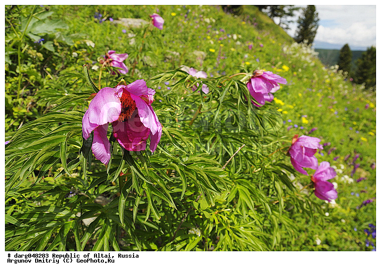 �����, �����, ����, �������� ������, ����������, ������, ���������, ������, ������, ���������� �����, �������, �����, �����, ������, �����, �����, ��� ����� �������