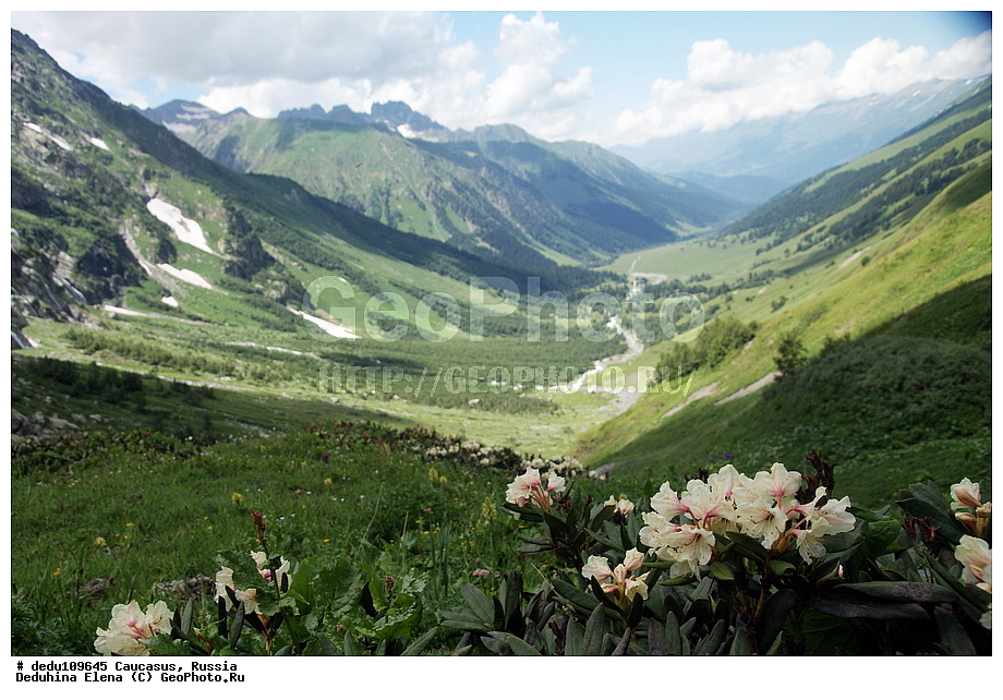 ������, �����, ���� �����, ��������� ��������, �����������, ����������� ����������, ��������� ������, ������ ��������, �����, ��������,  ���������� ��������, ������� ��������, ������������ ��������, ������, �����, XYZ, ����������, Ericaceae, ����������� ����������, ����������� �����, ���������� ����, Rhododendron caucasicum, ���������, ����������, ������������ ��������, ������������ ��������, ������������, ������������ �����������, �����������, ������������, ���������, �����, ����������