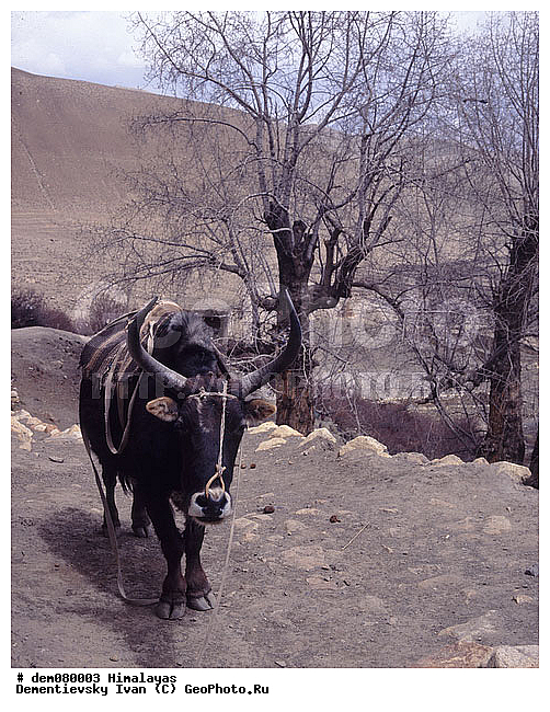 ����, �����, �������, �������, ���������, �������, ��������, �����, ���������, ����, �����, �����������, ������, �������, �����������, ������������, ��������, ��