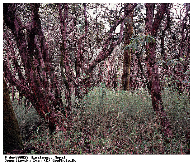 ��������, �������, �����, �������, �����������, ����, �������, �����, �����, ����, ������ ��������, ����� ����, �������� �������, ������, ������ � �����, ��������������, ������������, �������, �������, ����������, �������