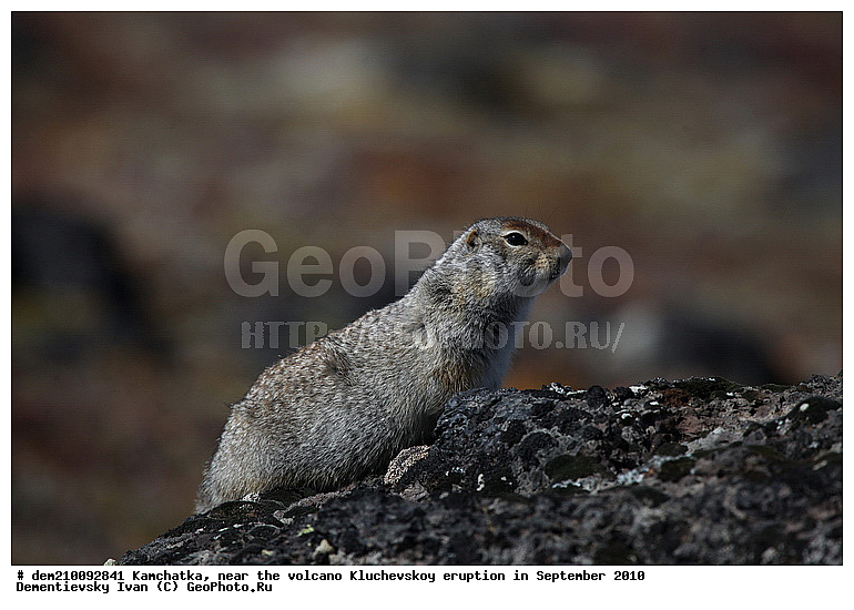 ������� ������, ��������, �������, �����