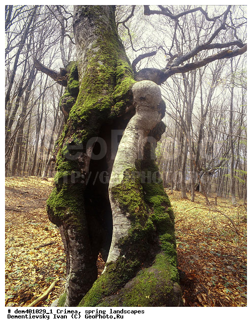 ������ ����, ����, �����, ������ �����