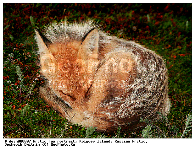 Vulpes vulpes, ��������� ����, �������, �������, �����������, �����, ����, ������, �����, ���, ���������, ������, ��������, �����, �����, ��������, �����, �������������, �����, �����, ������, �������, ������, Canidae, ������������ ������, ����� ������, Vulpes vulpes, ����, XYZ