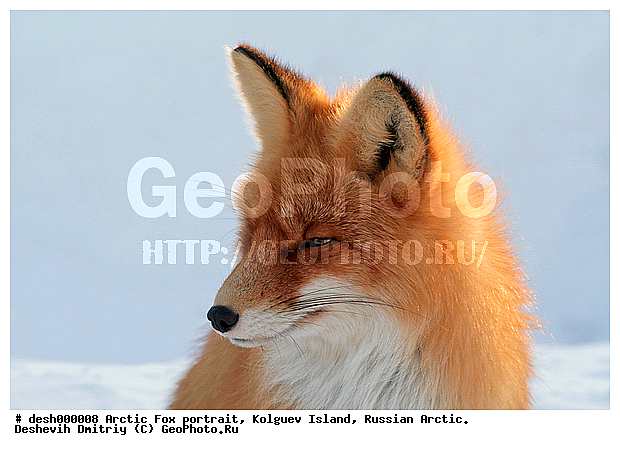 Vulpes vulpes, ��������� ����, �������, �������, �����������, �����, ����, ������, �����, ���, ���������, ������, ��������, �����, �����, ��������, �����, �������������, �����, �����, ������, �������, ������, Canidae, ������������ ������, ����� ������, Vulpes vulpes, ����, XYZ