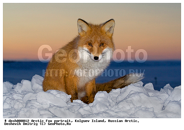 Vulpes vulpes, ��������� ����, �������, �������, �����������, �����, ����, ������, �����, ���, ���������, ������, ��������, �����, �����, ��������, �����, �������������, �����, �����, ������, �������, ������, Canidae, ������������ ������, ����� ������, Vulpes vulpes, ����, XYZ