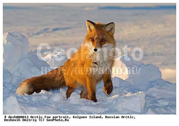 Vulpes vulpes, ��������� ����, �������, �������, �����������, �����, ����, ������, �����, ���, ���������, ������, ��������, �����, �����, ��������, �����, �������������, �����, �����, ������, �������, ������, Canidae, ������������ ������, ����� ������, Vulpes vulpes, ����, XYZ