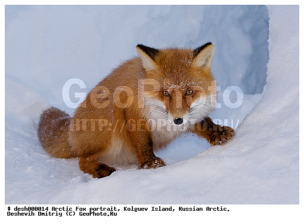 Vulpes vulpes, ��������� ����, �������, �������, �����������, �����, ����, ������, �����, ���, ���������, ������, ��������, �����, �����, ��������, �����, �������������, �����, �����, ������, �������, ������, Canidae, ������������ ������, ����� ������, Vulpes vulpes, ����, XYZ