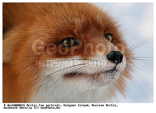 Vulpes vulpes, ��������� ����, �������, �������, �����������, ������, ����, �����, �����, ������, ����, ������, �����, ���, ���������, ������, ��������, �����, �����, ��������, ��������, �����, �������������, �����, �����, ������, �������, ������, Canidae, ������������ ������, ����� ������, Vulpes vulpes, ����, XYZ