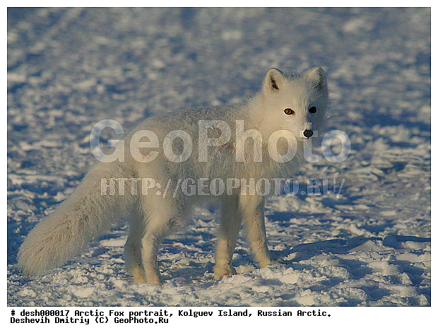 Alopex lagopus, ��������� ����, �������, �������, �����������, �����, ���, ���������, ������, �����, ��������, ��������, �����, �������������, �����, �����, ������, �������, ������, Canidae, XYZ, �������� ������, Alopex lagopus, Vulpes lagopus, ����������� ����