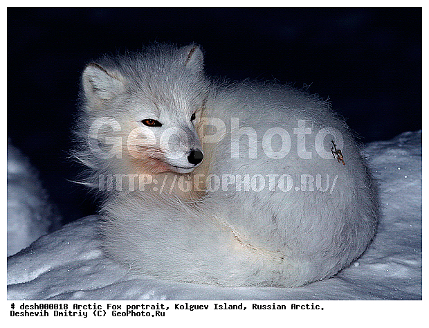 Alopex lagopus, Arctic, Arctic Fox, Kolguev Island, Russian Arctic, portrait, �������, ��������, ���������, �����, ���������, ������, ��������, ��������, �������, ������, �������������, �������������, �����, �����, ������, �������, ������, Canidae, �����, �������� ������, Alopex Lagopus, Vulpes lagopus, XYZ, ����������� ����