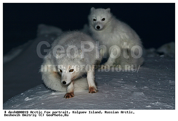 Alopex lagopus, Arctic, Arctic Fox, Kolguev Island, Russian Arctic, portrait, ������, ����, ����, ���������, �������������, �����, �����, ������, �������, ������, Canidae, XYZ, �������� ������, Alopex lagopus, Vulpes lagopus, ����������� ����