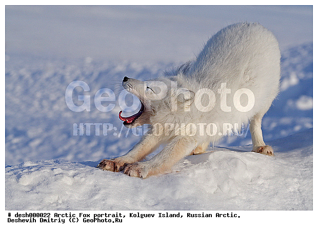 Alopex lagopus, Arctic, Arctic Fox, Kolguev Island, Russian Arctic, portrait, �������������, �����, �����, ������, �������, ������, Canidae, XYZ, �������� ������, Alopex lagopus, Vulpes lagopus, ����������� ����