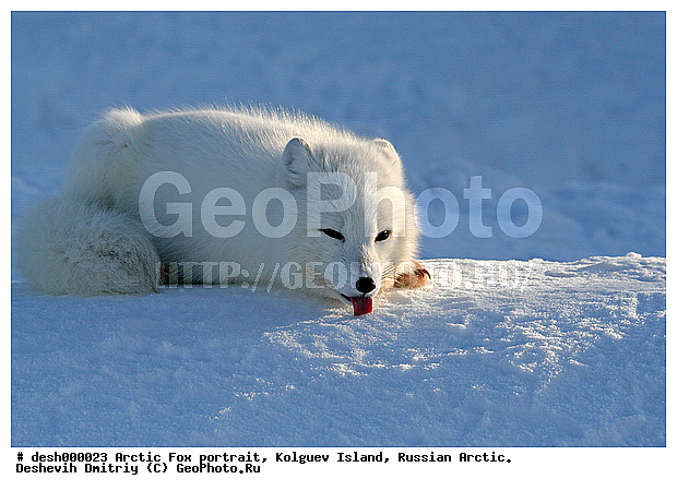 Alopex lagopus, Arctic, Arctic Fox, Kolguev Island, Russian Arctic, portrait, �������������, �����, �����, ������, �������, ������, Canidae, XYZ, �������� ������, Alopex lagopus, Vulpes lagopus, ����������� ����
