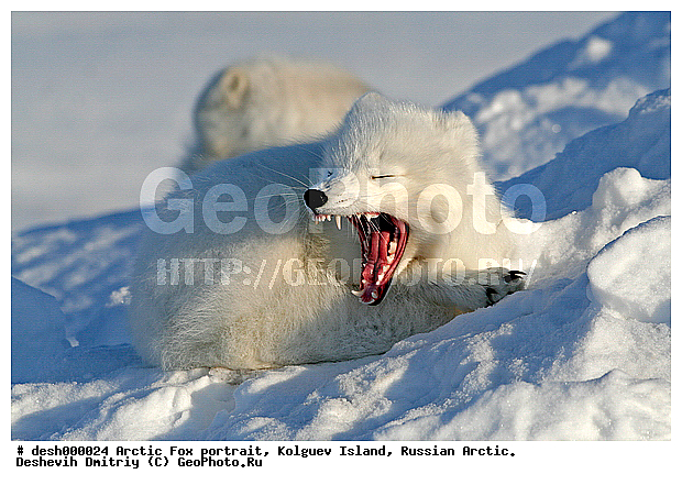 Alopex lagopus, ��������� ����, �������, �������, �����������, �����, ���, ���������, ������, �����, ��������, ��������, �����, �������������, �����, �����, ������, �������, ������, Canidae, XYZ, �������� ������, Alopex lagopus, Vulpes lagopus, ����������� ����