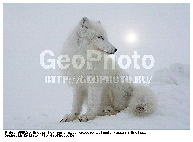 Alopex lagopus, ��������� ����, �������, �������, �����������, �����, ���, ���������, ������, �����, ��������, ��������, �����, �������������, �����, �����, ������, �������, ������, Canidae, XYZ, �������� ������, Alopex lagopus, Vulpes lagopus, ����������� ����