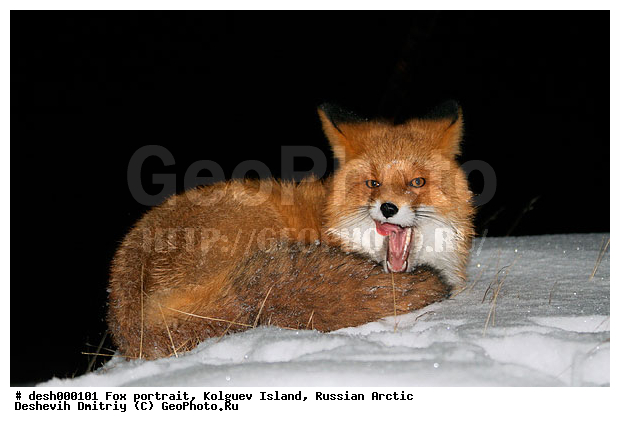 Vulpes vulpes, �������, �������, �����������, �����, ����, ������, �����, ���, ���������, ������, ��������, �����, ����� ����, �����, ��������, �����, �������������, �����, �����, ������, �������, ������, Canidae, ������������ ������, ����� ������, Vulpes vulpes, ����, XYZ